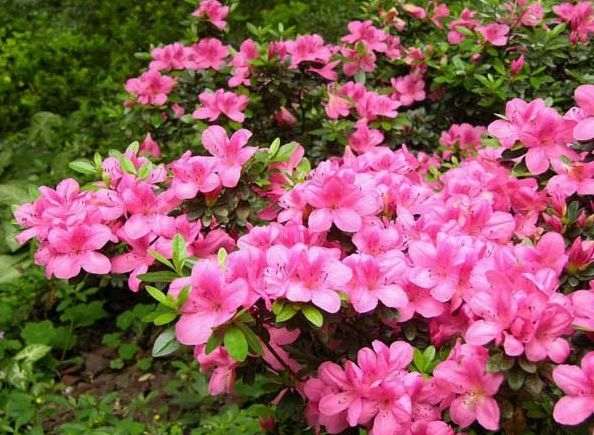 碱胁迫下杜鹃花ROS的产生及亚细胞分布