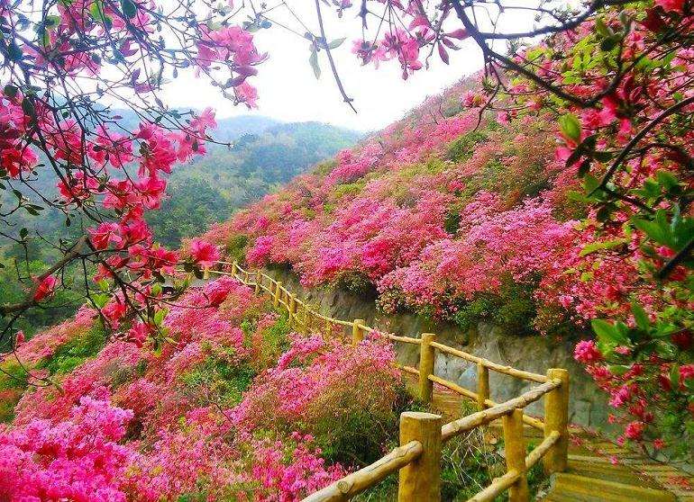 碱胁迫下杜鹃花抗氧化体系的亚细胞分布