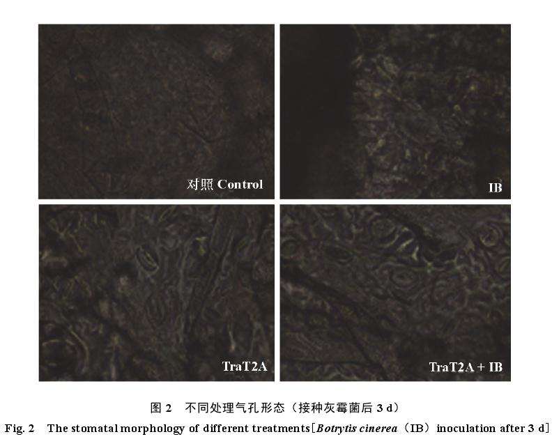 T2A 诱导处理对百合叶片气孔特性影响