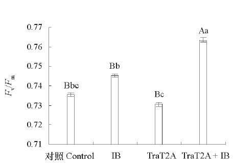 T2A处理对兰州百合叶片叶绿素荧光参数的影响