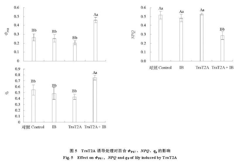 T2A处理对兰州百合叶片叶绿素荧光参数的影响