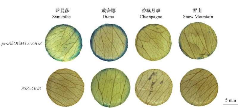 47个月季花瓣圆片中100%都能染出蓝色