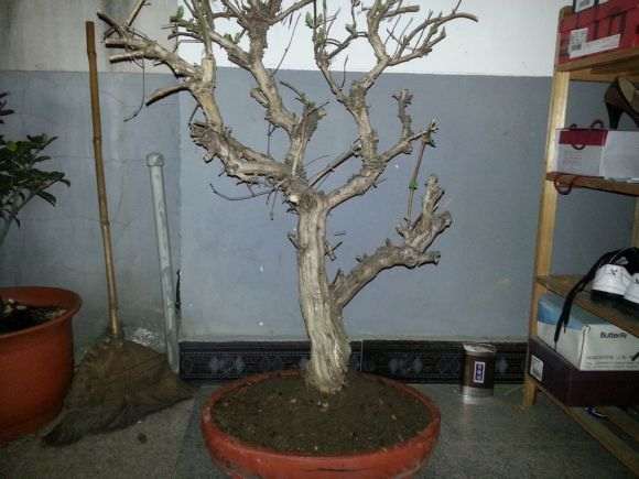 为什么金银花不适合做盆景吗