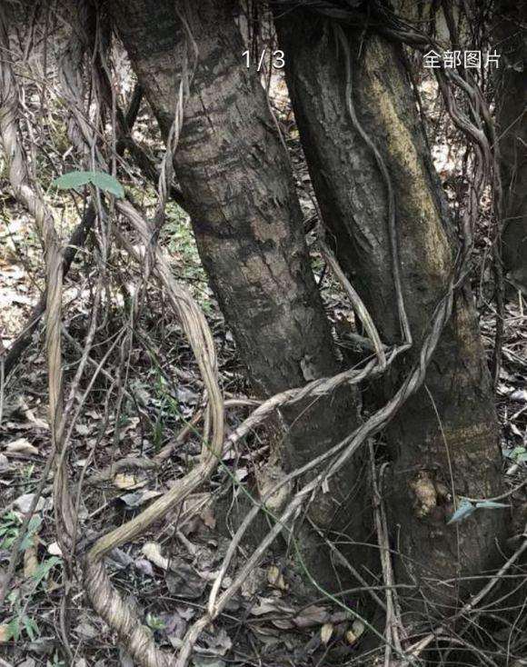 这颗金银花下山桩 可以做盆景吗