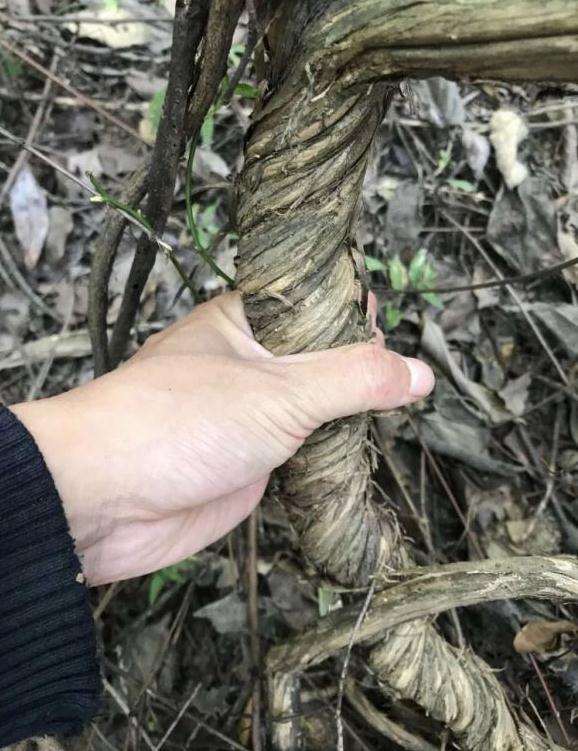 这颗金银花下山桩 可以做盆景吗