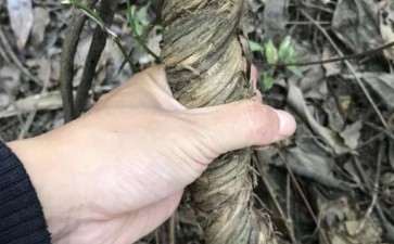 这颗金银花下山桩 可以做盆景吗