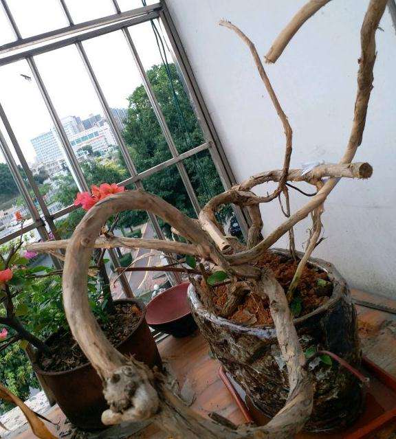 才挖的金银花下山桩 咋样 图片