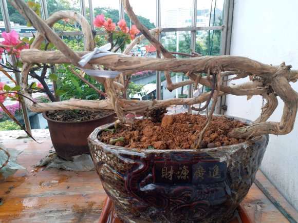 才挖的金银花下山桩 咋样 图片