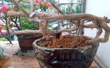 才挖的金银花下山桩 咋样 图片