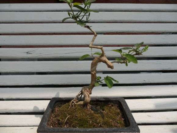 金银花下山桩能制作盆景吗