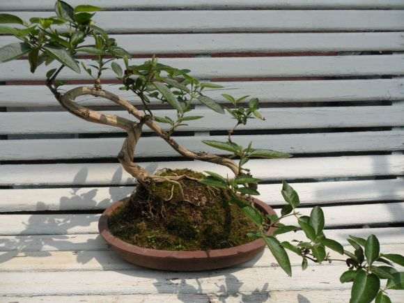 金银花下山桩能制作盆景吗