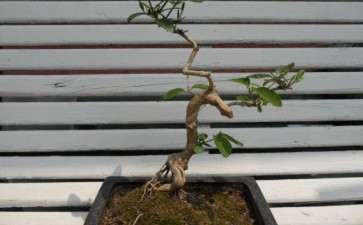金银花下山桩能制作盆景吗 图片