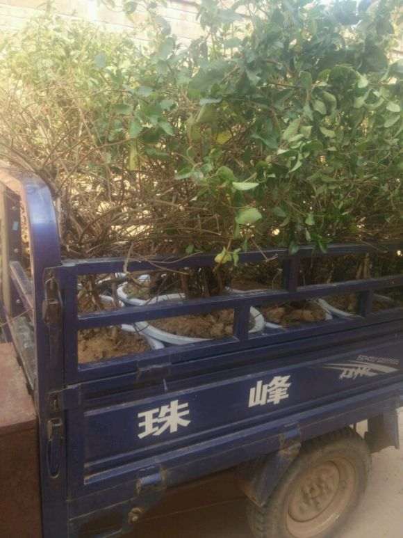 金银花下山桩 六七年树龄