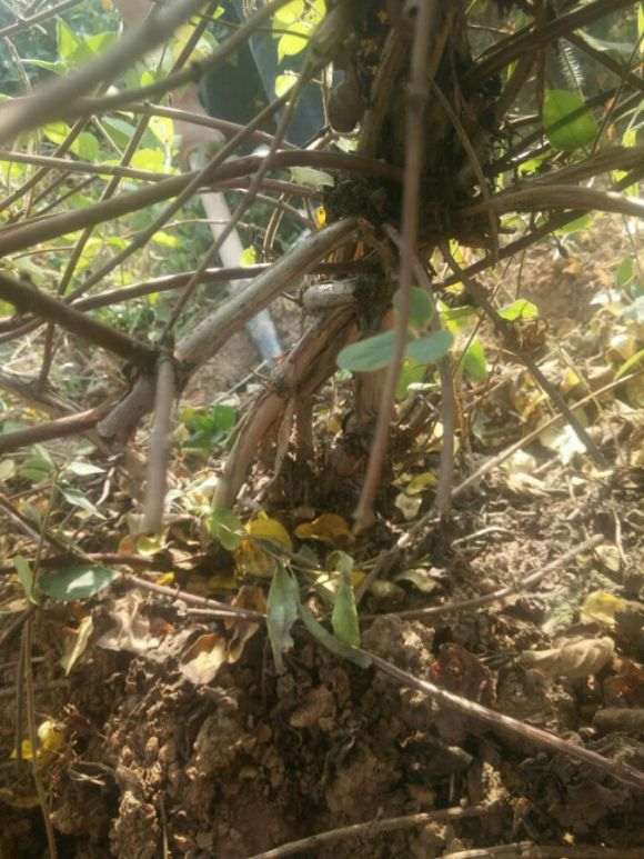 金银花下山桩 六七年树龄