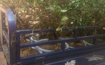 金银花下山桩 六七年树龄 图片