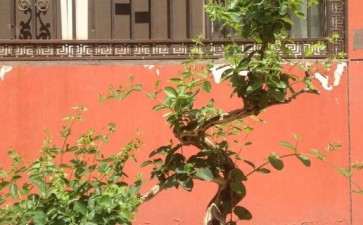 今年入手的金银花下山桩开花了 图片