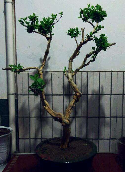 金银花下山桩如何造型请教