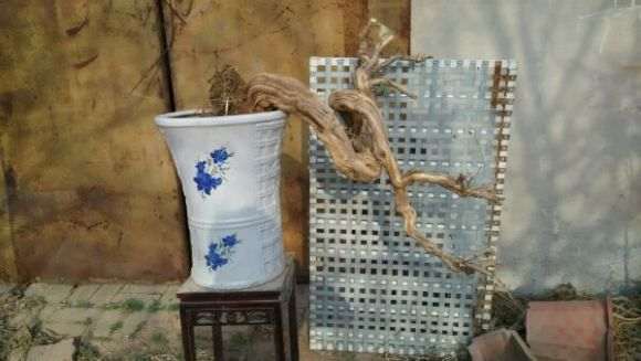 金银花下山桩如何造型请教