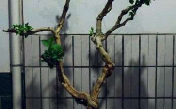 金银花下山桩如何造型请教 图片