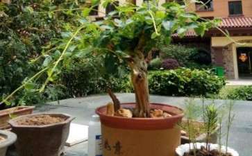 金银花下山桩在疯长 不是该摘心 图片