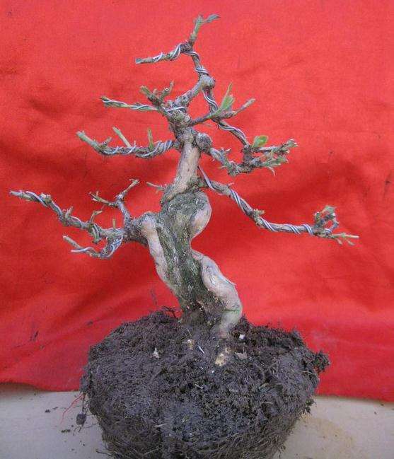 小品金银花下山桩 干形很漂亮 图片