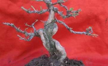 小品金银花下山桩 干形很漂亮 图片