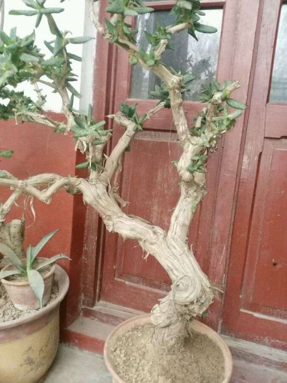 金银花下山桩一棵 不爬藤