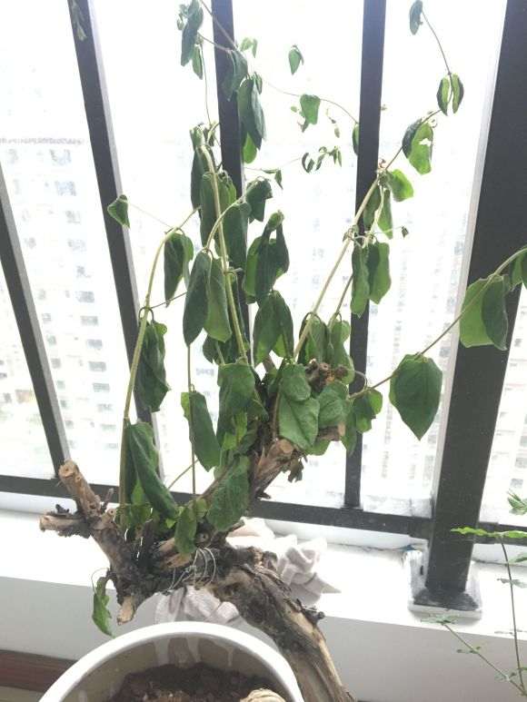 盆栽金银花下山桩 成这个样子了