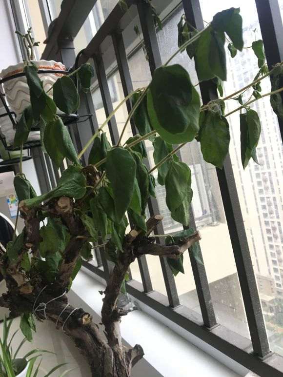 盆栽金银花下山桩 成这个样子了