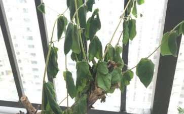 盆栽金银花下山桩 成这个样子了 图片