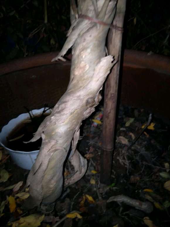 金银花下山桩10几年了