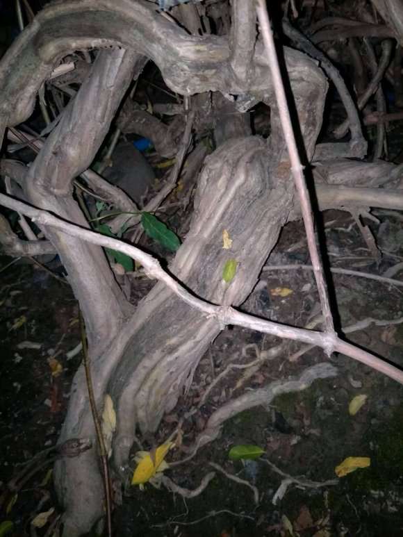 金银花下山桩10几年了