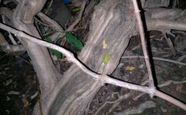 金银花下山桩10几年了 300元 亏吗