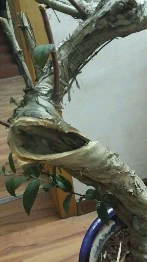 刚刚入手的金银花下山桩