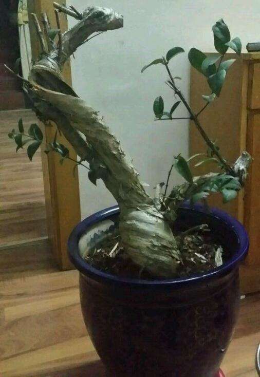 刚刚入手的金银花下山桩