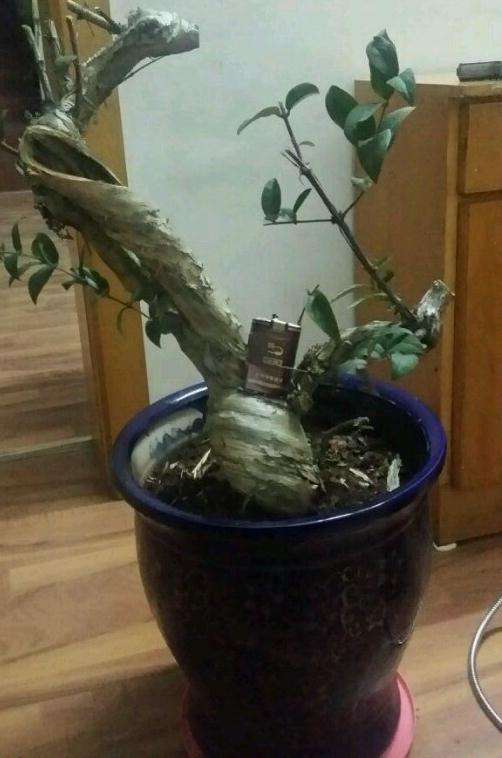 刚刚入手的金银花下山桩