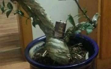 刚刚入手的金银花下山桩 可以吗 图片