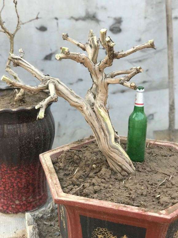 今天挖的金银花下山桩