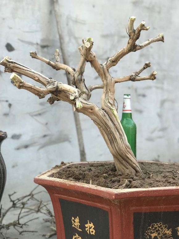 今天挖的金银花下山桩