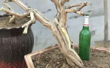 今天挖的金银花下山桩 可以吗 图片