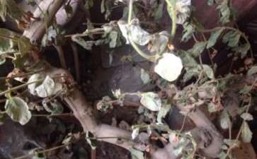 金银花下山桩咋这样了 都枯萎了 图片