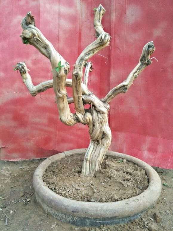 金银花老桩下山桩