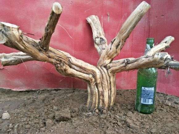 金银花老桩下山桩