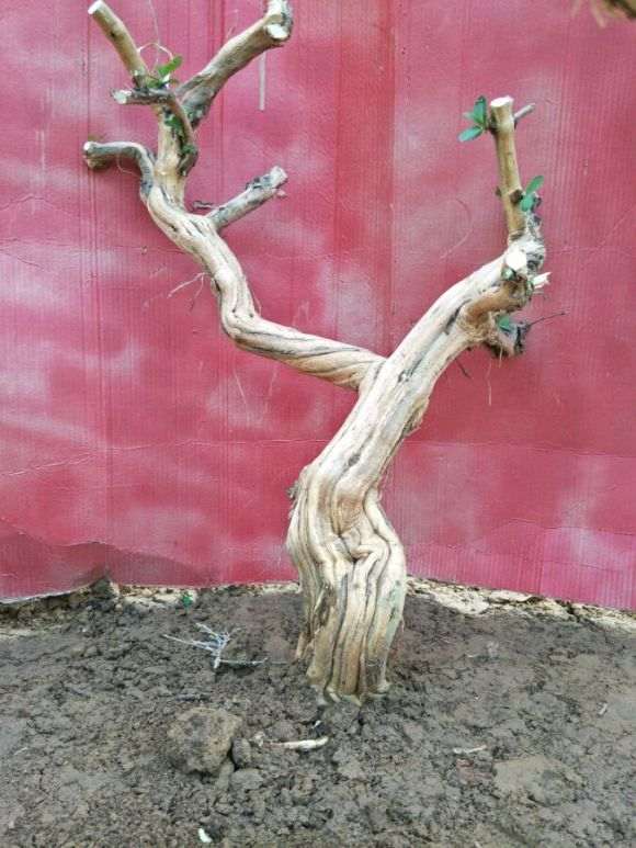 金银花老桩下山桩