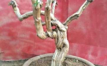 金银花老桩下山桩 150元 图片