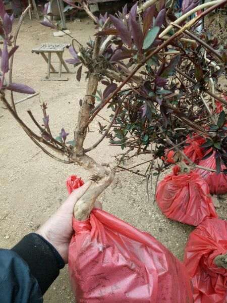 这种红金银花下山桩有盆友喜欢吗