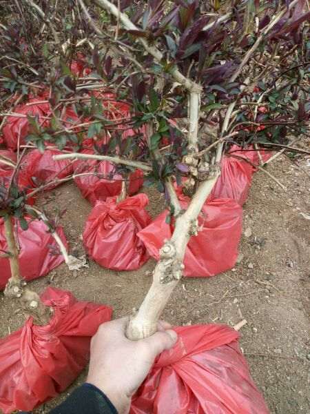 这种红金银花下山桩有盆友喜欢吗