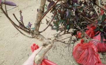 这种红金银花下山桩有盆友喜欢吗