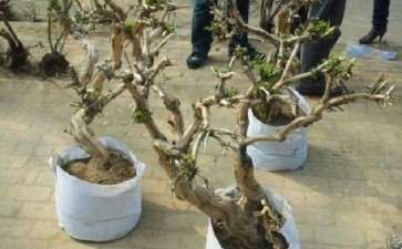 金银花下山桩 200元 贵吗 图片