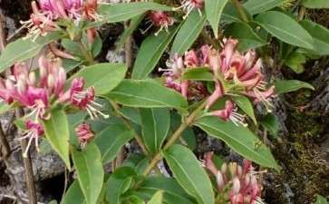 今天山上看到的金银花下山桩 可以吗